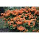 Rhododendron Azalea Omnia Garden Knaphill Golden Eagle 30-40 cm