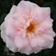 Storblommig Rabattros Omnia Garden A Whiter Shade of Pale
