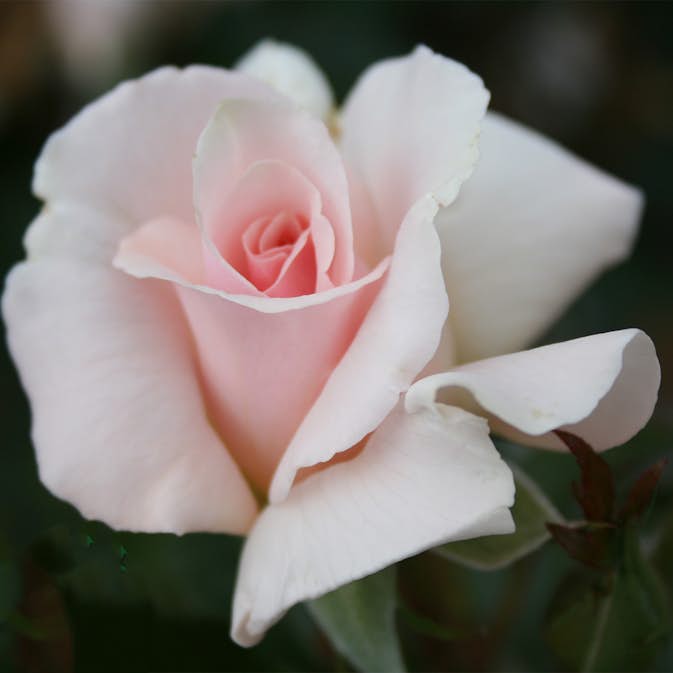 Storblommig Rabattros Omnia Garden A Whiter Shade of Pale