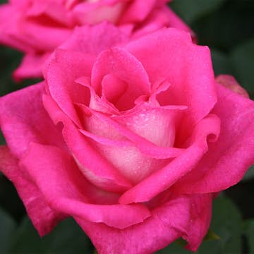 Storblommig Rabattros Omnia Garden Acapella