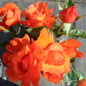 Storblommig Rabattros Omnia Garden Alexander