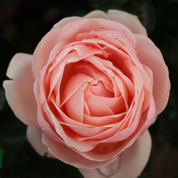 Storblommig Ros Omnia Garden Aphrodite