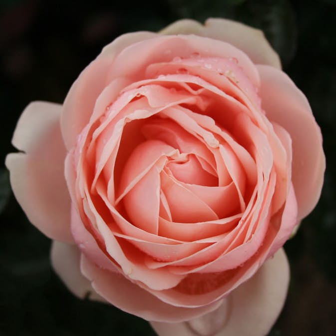 Storblommig Ros Aphrodite CO