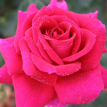 Storblommig Rabattros Omnia Garden Big Purple