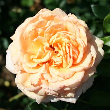 Storblommig Rabattros Omnia Garden Carl Nielsen