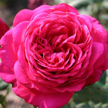 Storblommig Rabattros Omnia Garden Johann Wolfgang von Goethe