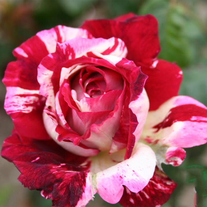 Storblommig Rabattros Omnia Garden Julio Iglesius