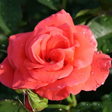 Storblommig Rabattros Omnia Garden Prinsesse Marie