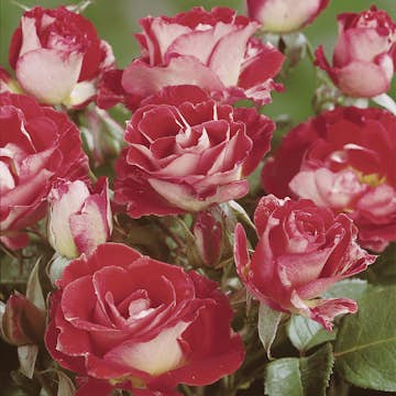 Storblommig Rabattros Omnia Garden Rock & Roll