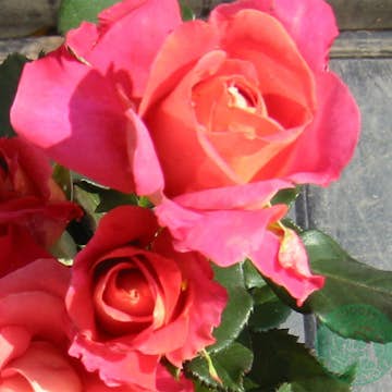 Storblommig Rabattros Omnia Garden Thor Heyerdahl