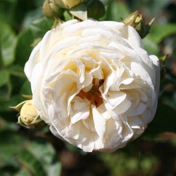 Flerblommig Rabattros Omnia Garden Artemis