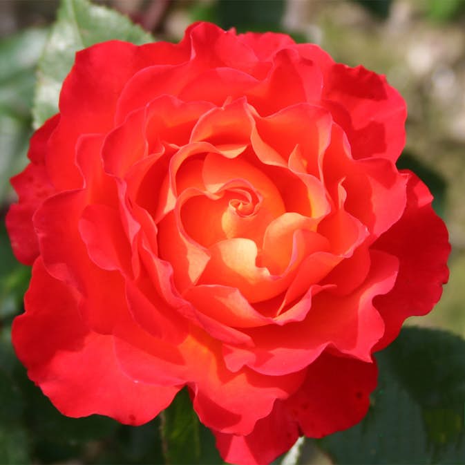 Flerblommig Rabattros Omnia Garden David Rosenmager