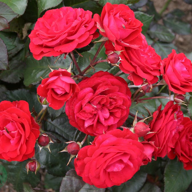 Flerblommig Rabattros Omnia Garden Europeana