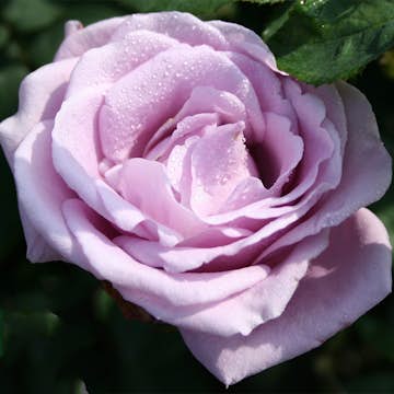 Flerblommig Rabattros Omnia Garden Gigi