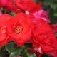 Flerblommig Rabattros Omnia Garden La Sevillana