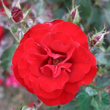 Flerblommig Rabattros Omnia Garden H.C. Andersen