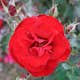 Flerblommig Rabattros Omnia Garden H.C. Andersen