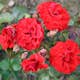 Flerblommig Rabattros Omnia Garden Molde