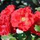 Flerblommig Rabattros Omnia Garden Molde