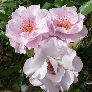 Flerblommig Rabattros Omnia Garden Odyssey