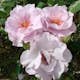 Flerblommig Rabattros Omnia Garden Odyssey