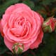 Flerblommig Rabattros Omnia Garden Schackenborg