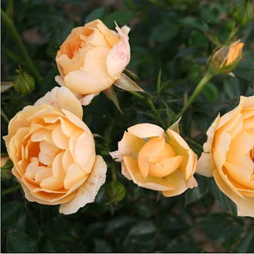 Buskros Omnia Garden Marktäckande Amber Cover Gul