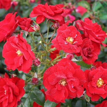 Ros Omnia Garden Marktäckande Austriana