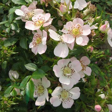 Ros Omnia Garden Marktäckande Butterflies Cover