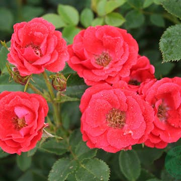 Ros Omnia Garden Marktäckande Charming Cover