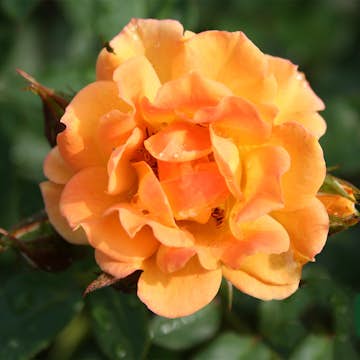 Buskros Omnia Garden Marktäckande Flaming Cover