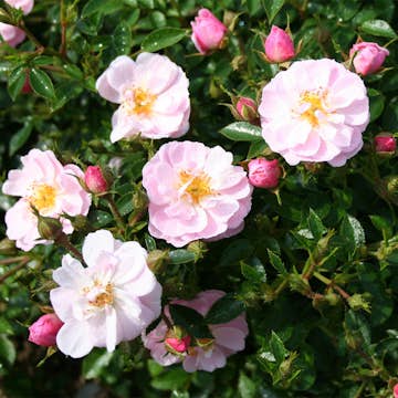 Buskros Omnia Garden Marktäckande Gentle Cover