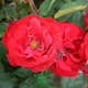 Flerblommig Rabattros Omnia Garden Lilli Marleen