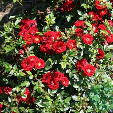 Ros Omnia Garden Marktäckande Peter Pan