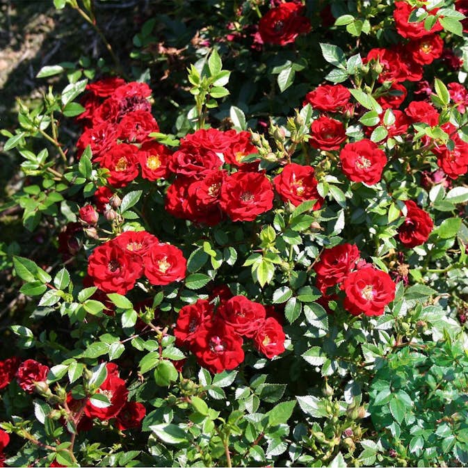 Ros Omnia Garden Marktäckande Peter Pan