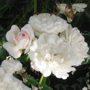 Ros Omnia Garden Marktäckande Sea Foam