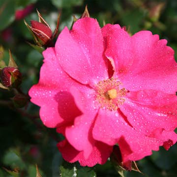 Ros Omnia Garden Marktäckande Sommermärchen