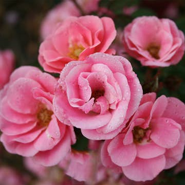 Buskros Omnia Garden Marktäckande Sweet Cover