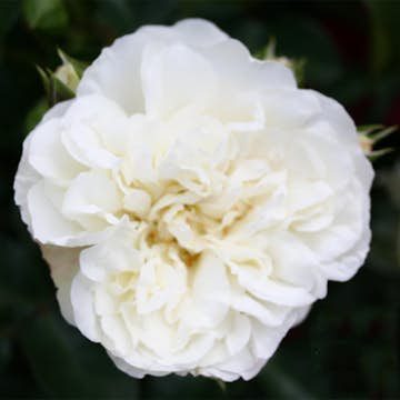 Buskros Omnia Garden Marktäckande White Meidiland