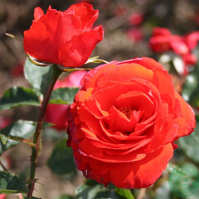 Storblommig Klätterros Omnia Garden Brilliant