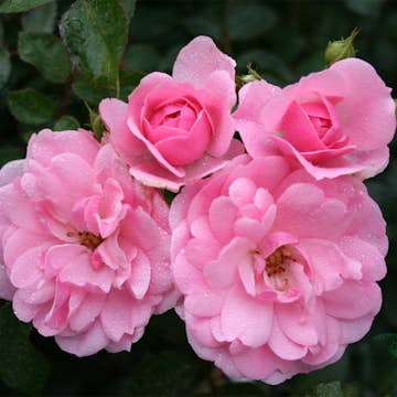 Storblommig Klätterros Omnia Garden Climbing Bonica