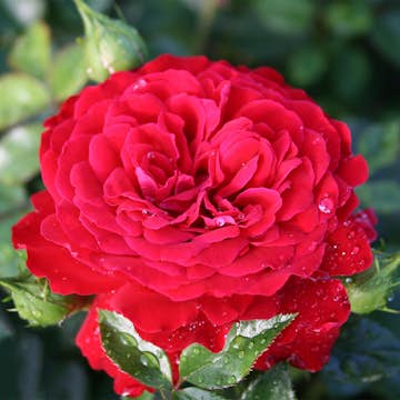 Storblommig Klätterros Omnia Garden Grand Award