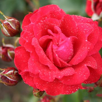 Flerblommig Rabattros Omnia Garden Nina Weibull