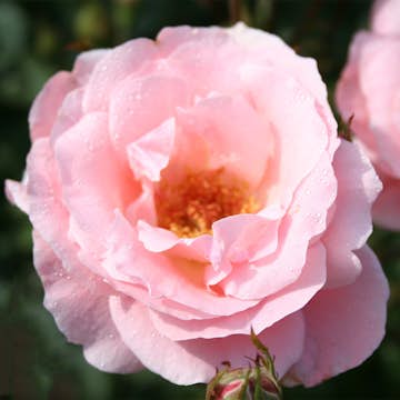 Storblommig Rabattros Omnia Garden Queen Elisabeth