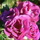Flerblommig Rabattros Omnia Garden Rhapsody in Blue