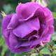 Flerblommig Rabattros Omnia Garden Rhapsody in Blue
