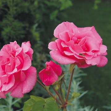 Flerblommig Rabattros Omnia Garden Sofiero