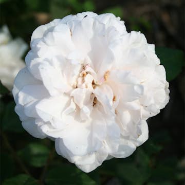 Storblommig Buskros Omnia Garden Mme Alfred Carriere