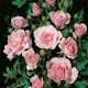 Flerblommig Rabattros Omnia Garden Bonica