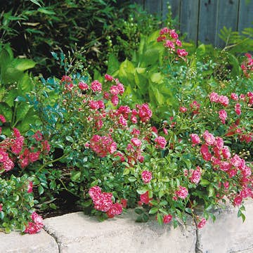 Ros Omnia Garden Marktäckande Fairy Dance